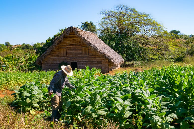 Visit a tobacco plantation